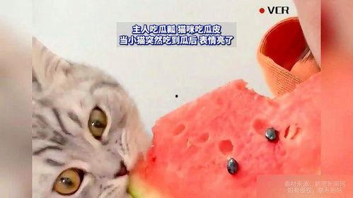 小花猫吃瓜,一场味蕾的冒险之旅 第1张 小花猫吃瓜,一场味蕾的冒险之旅 第1张